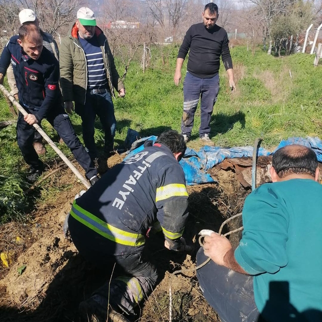 Denizli'de foseptik çukuruna düşen inek itfaiye ekiplerince kurtarıldı