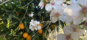 Aksu'da badem ağaçları şubat ortasında çiçek açtı