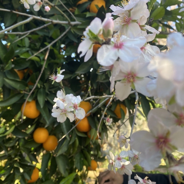 Aksu'da badem ağaçları şubat ortasında çiçek açtı
