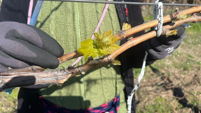 Bağlarda erken uyanış korkutuyor