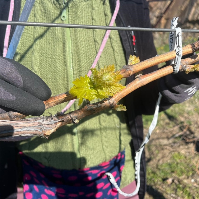 Bağlarda erken uyanış korkutuyor