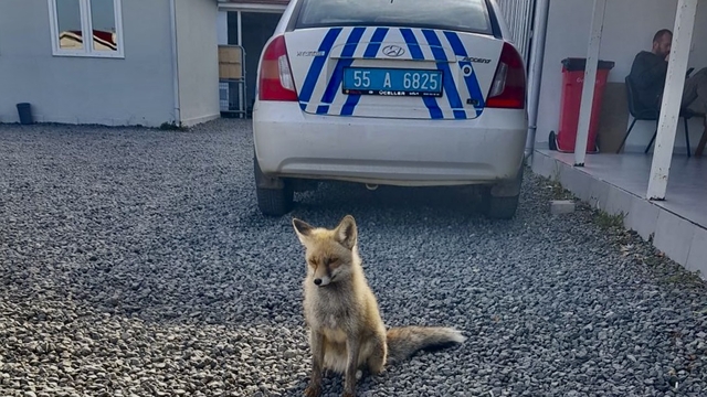 Atış poligonuna bitkin halde gelen tilki "Barut" polislerle dost oldu