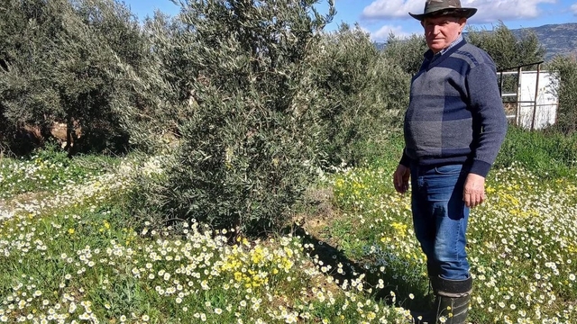 Sarıgöl'de şubat ayında yalancı bahar yaşanıyor