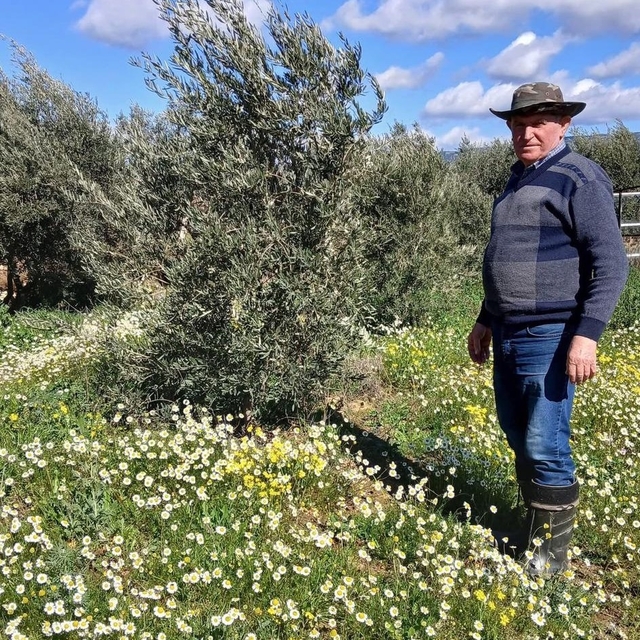 Sarıgöl'de şubat ayında yalancı bahar yaşanıyor