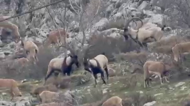 Sincik boğazına dağ keçileri indi