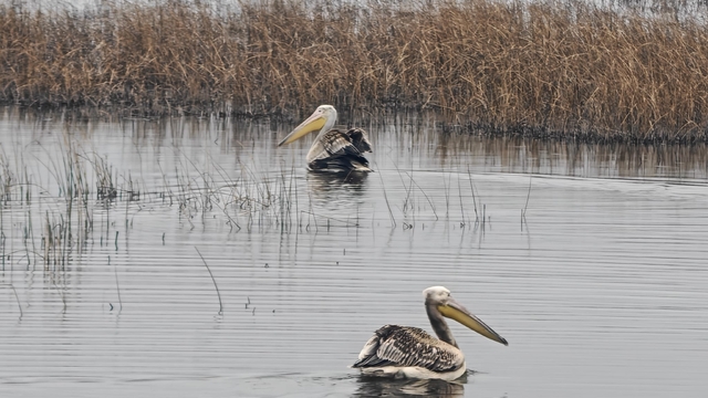 Yaralı bulunan 2 pelikan, bakımının ardından doğaya salındı