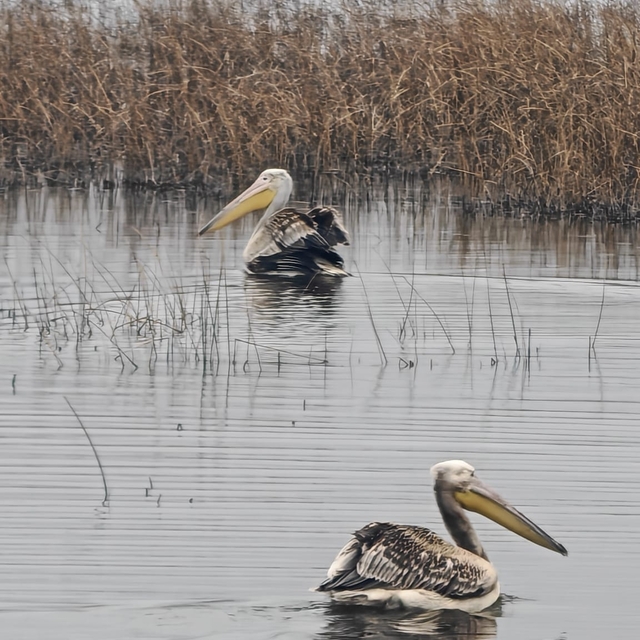 Yaralı bulunan 2 pelikan, bakımının ardından doğaya salındı