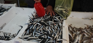 Zonguldak'ta limandan 500 ton hamsi çıktı