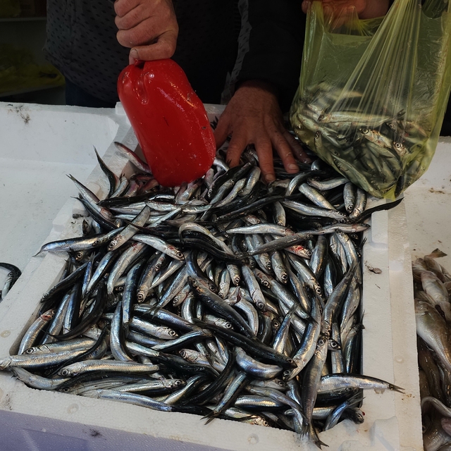 Zonguldak'ta limandan 500 ton hamsi çıktı