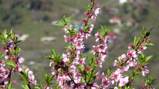 Ordu'da yalancı bahar: Meyve ağaçları kışın çiçek açtı