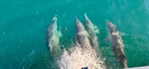 Balıkçı teknesine eşlik eden yunuslar kamerada