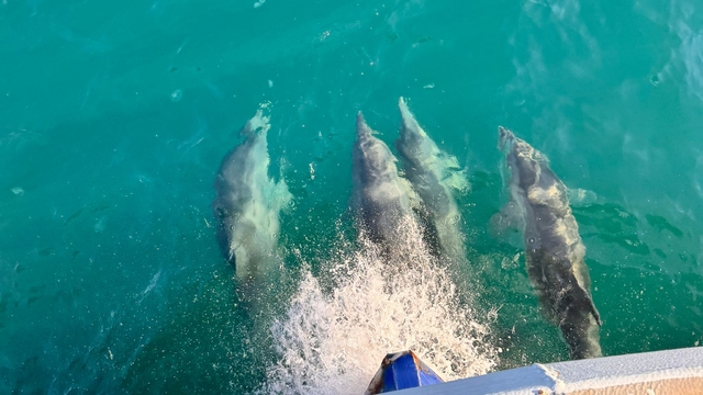 Balıkçı teknesine eşlik eden yunuslar kamerada