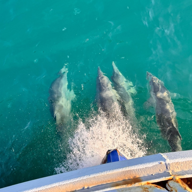 Balıkçı teknesine eşlik eden yunuslar kamerada