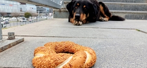 Samsun'da 1 yılda 60 bin hayvana çip takıldı