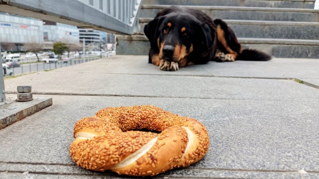 Samsun'da 1 yılda 60 bin hayvana çip takıldı