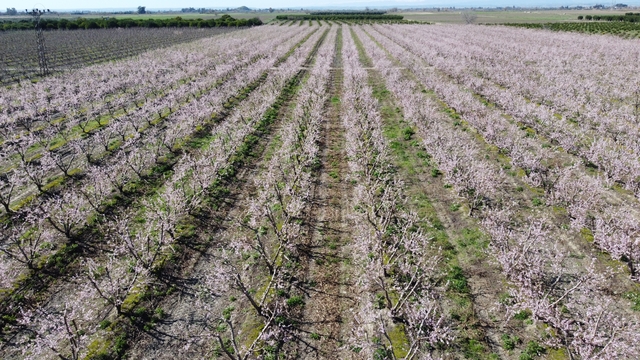 Adana'da şeftali ağaçları çiçek açtı