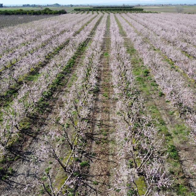 Adana'da şeftali ağaçları çiçek açtı
