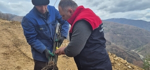 Kestane üretimi arttırılacak
Düzce'de dağıtılan kestane fidanları toprakla...