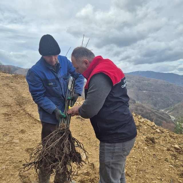 Kestane üretimi arttırılacak
Düzce'de dağıtılan kestane fidanları toprakla...
