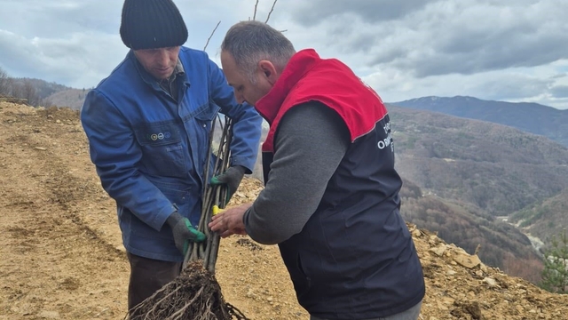 Kestane üretimi arttırılacak
Düzce'de dağıtılan kestane fidanları toprakla buluşuyor