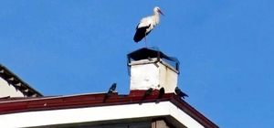 Ardahan'da 'baharın müjdecisi' leylekler erken geldi