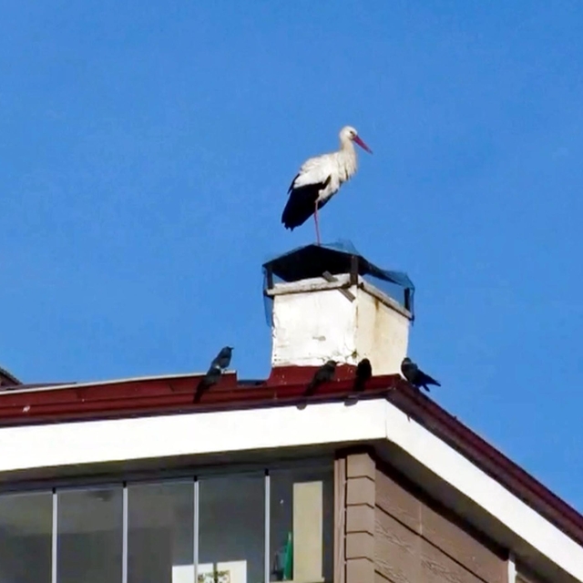 Ardahan'da 'baharın müjdecisi' leylekler erken geldi