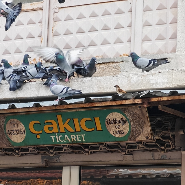 Balkonunu kuşlara sofra yaptı: Demircili esnaftan örnek davranış