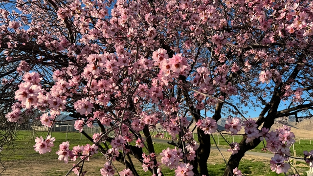 Mardin'de badem ağaçları erken çiçek açtı