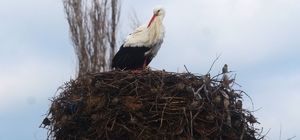 Yılın ilk leylekleri gelmeye başladı, ilk gören 1 çuval unu kaptı
