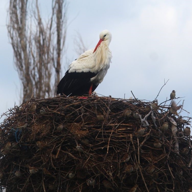 Yılın ilk leylekleri gelmeye başladı, ilk gören 1 çuval unu kaptı
