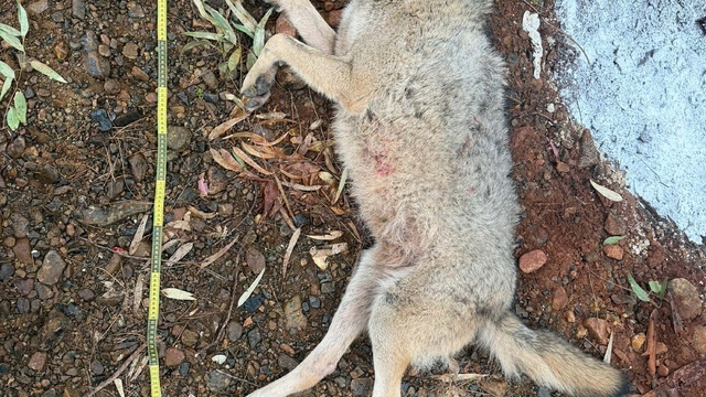 Fethiye'de aracın çarpması sonucu ölen kurt, TÜBİTAK projesine ışık tutacak