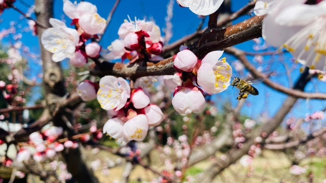 Salihli'de sert çekirdekli meyveler için 'Monilya' uyarısı