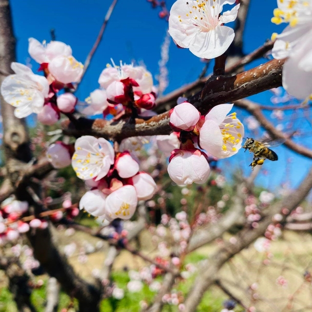 Salihli'de sert çekirdekli meyveler için 'Monilya' uyarısı