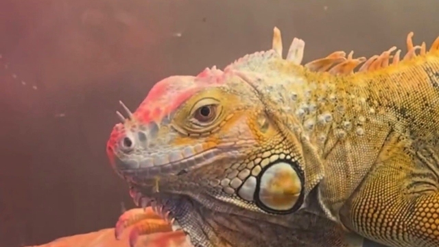 Koruma altındaki 3 hayvan Samsun'da ele geçirildi