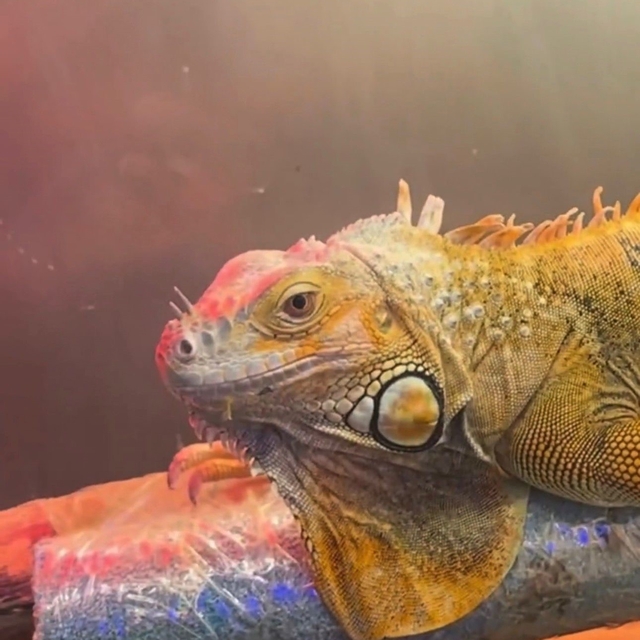 Koruma altındaki 3 hayvan Samsun'da ele geçirildi