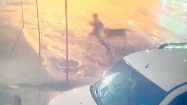 Adıyaman'da sahipsiz köpek dehşeti: 10 yaşındaki çocuğu vatandaşlar kurtardı