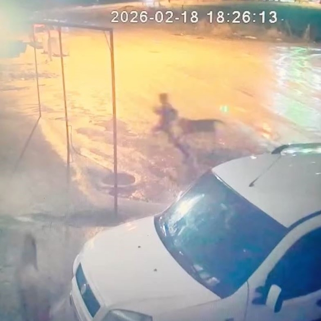 Adıyaman'da sahipsiz köpek dehşeti: 10 yaşındaki çocuğu vatandaşlar kurtard...