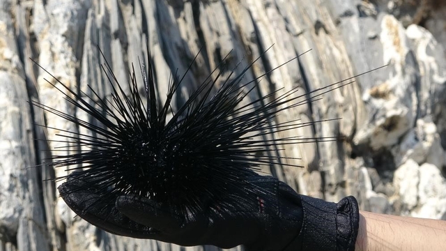 Marmara'nın denizkestanesi avcılığına açılmasına tepki
