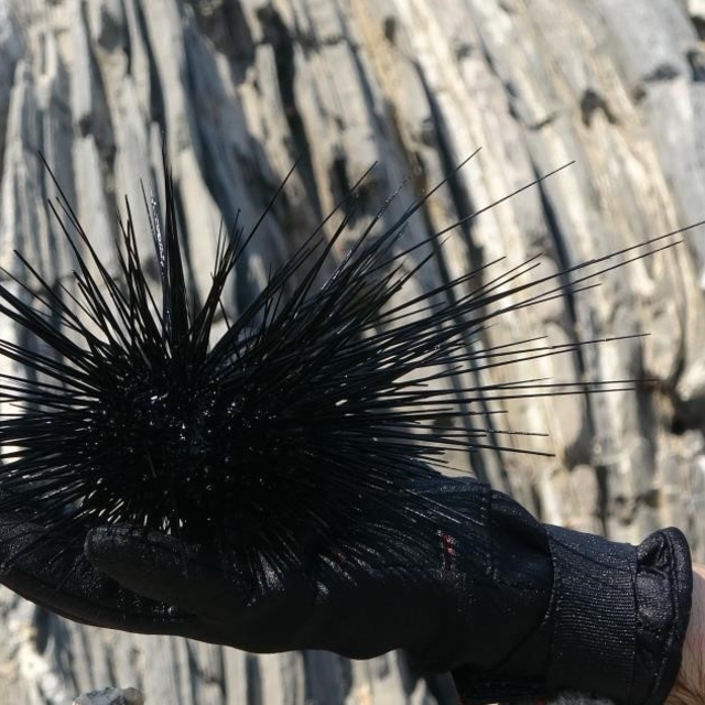 Marmara'nın denizkestanesi avcılığına açılmasına tepki