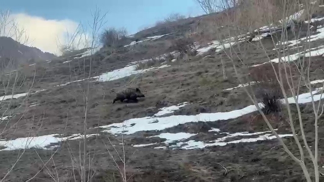 Erzurum'da yavru yaban domuzu sürüsünü arıyor