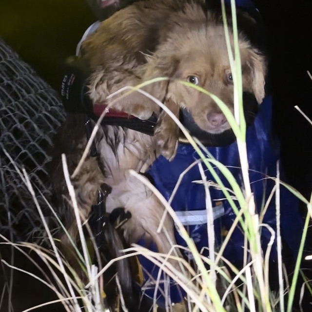 Manisa'daki selde kurtarılan 3 köpek, Bursa'da tedaviye alındı