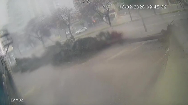 Fırtına dev ağaçları kökünden söktü, o anlar kameraya yansıdı