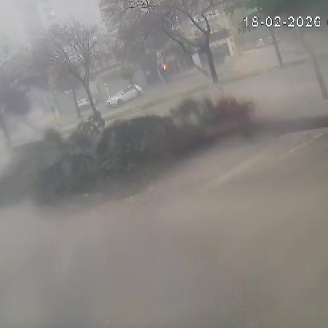 Fırtına dev ağaçları kökünden söktü, o anlar kameraya yansıdı