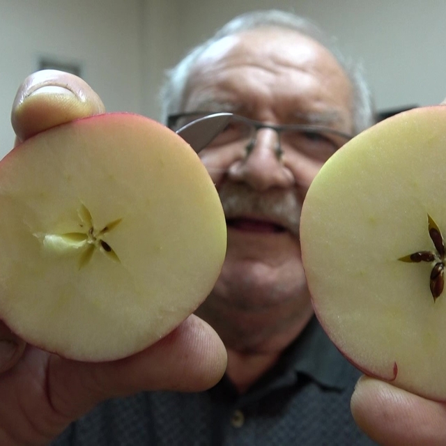 Misket elma yok satıyor: Taklitlerinden yıldız testiyle ayırt ediliyor