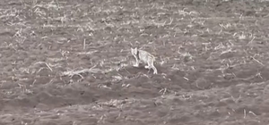 Arazide tek başına yürüyen yavru vaşak, sürüden ayrılan pengueni hatırlattı