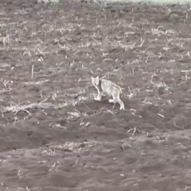 Arazide tek başına yürüyen yavru vaşak, sürüden ayrılan pengueni hatırlattı