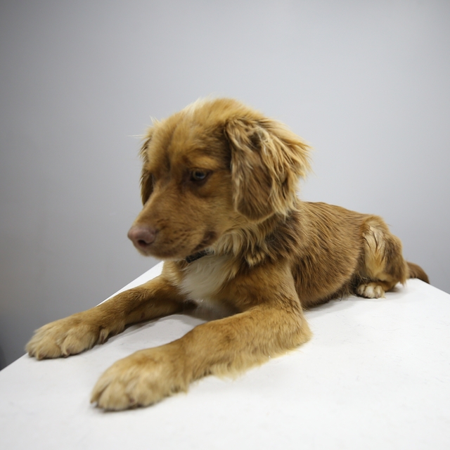 Manisa'daki taşkınlardan 8 saatlik operasyonla kurtarılan 3 köpeğe Bursa'da...