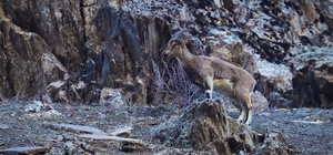 Hakkari'de sürü halinde beslenen yaban keçileri görüntülendi