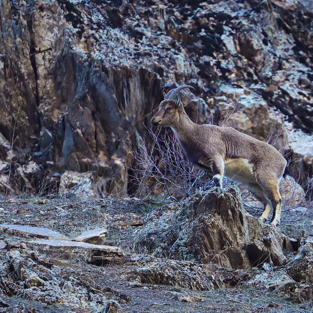 Hakkari'de sürü halinde beslenen yaban keçileri görüntülendi