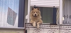 Balkondaki sevimli köpek herkesi gülümsetiyor